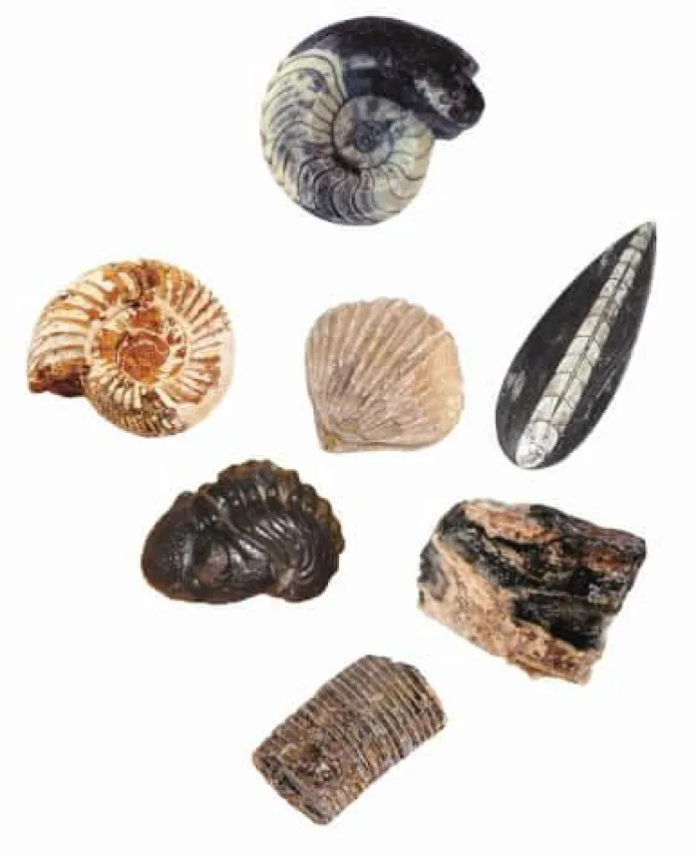 AusgrabungsSet Fossilien