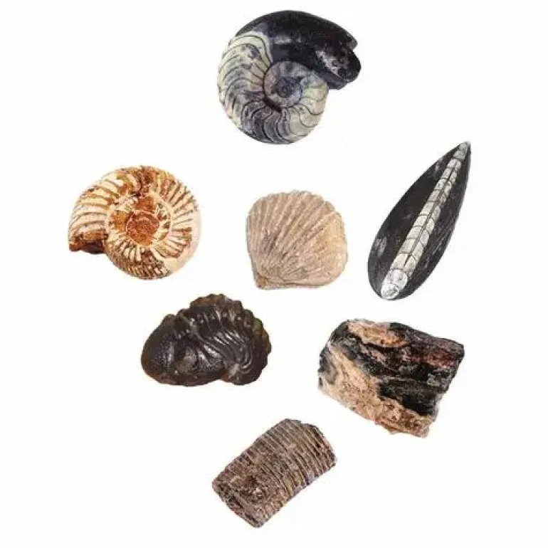 AusgrabungsSet Fossilien
