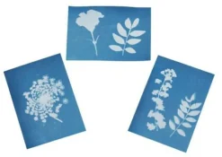 Blatt-und Blütenpresse mit Sonnendruckpapier - Exp