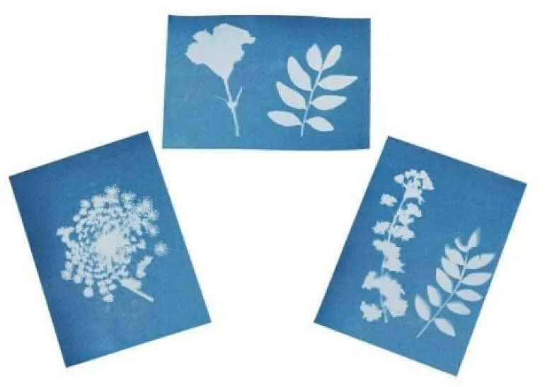 Blatt-und Blütenpresse mit Sonnendruckpapier - Exp