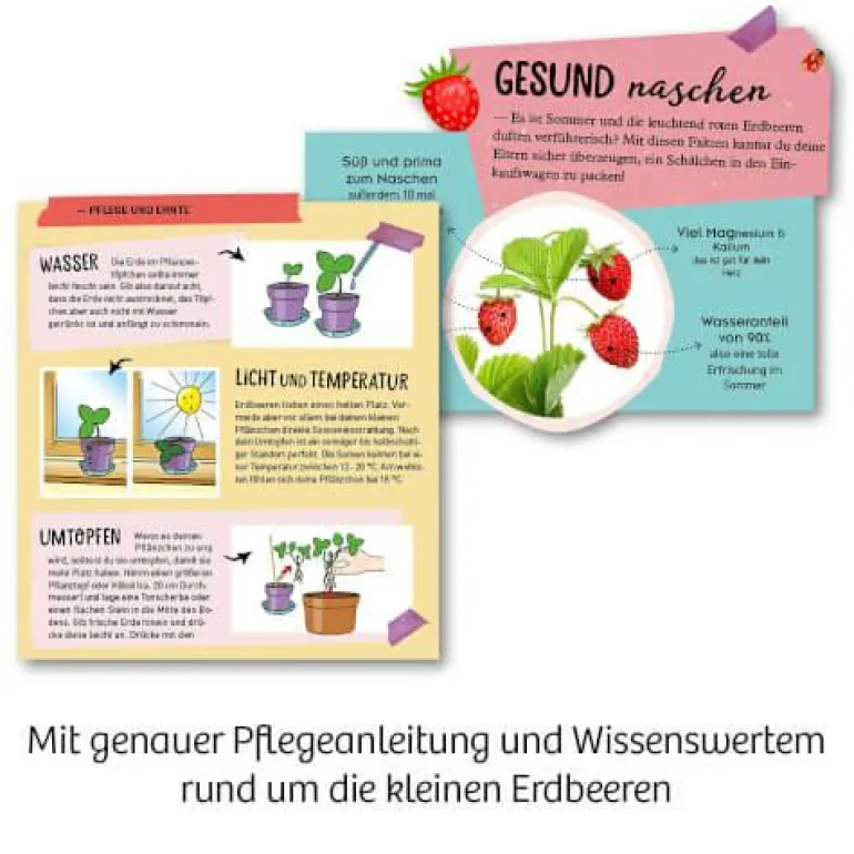 Feen-Erdbeeren - Säen, pflegen und süße Früchte na
