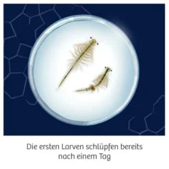 Fun Science - Wuselnde Salzkrebse