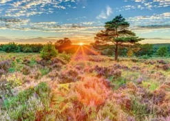 Heide im Sonnenuntergang - Puzzle 1000 Teile