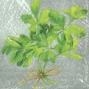 HERBAL FLAVOUR PARSLEY Lunch-Servietten L 870000