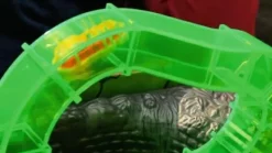 Kakerlaloop