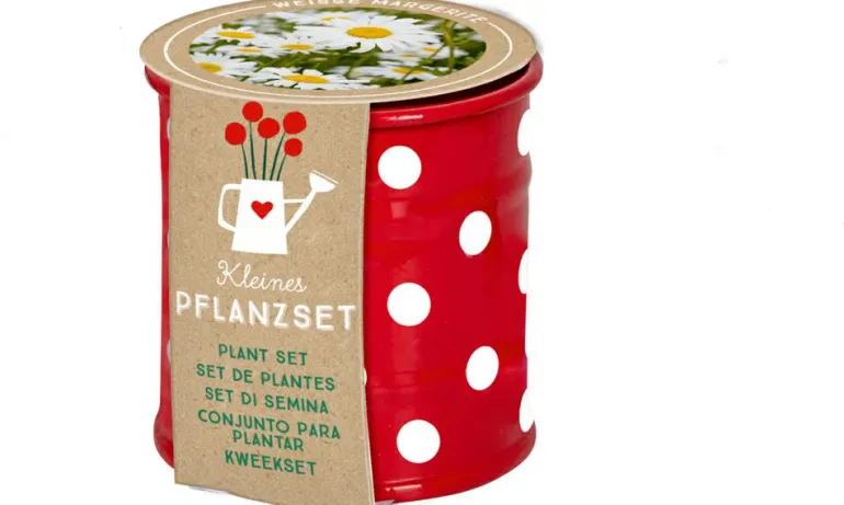 Kleines Pflanzset Weiße Margerite - Fröhliche Tupf