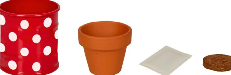 Kleines Pflanzset Weiße Margerite - Fröhliche Tupf