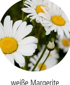 Kleines Pflanzset Weiße Margerite - Fröhliche Tupf