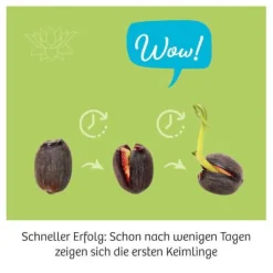 Lotusblume - Züchte Wasserpflanzen und erforsche d