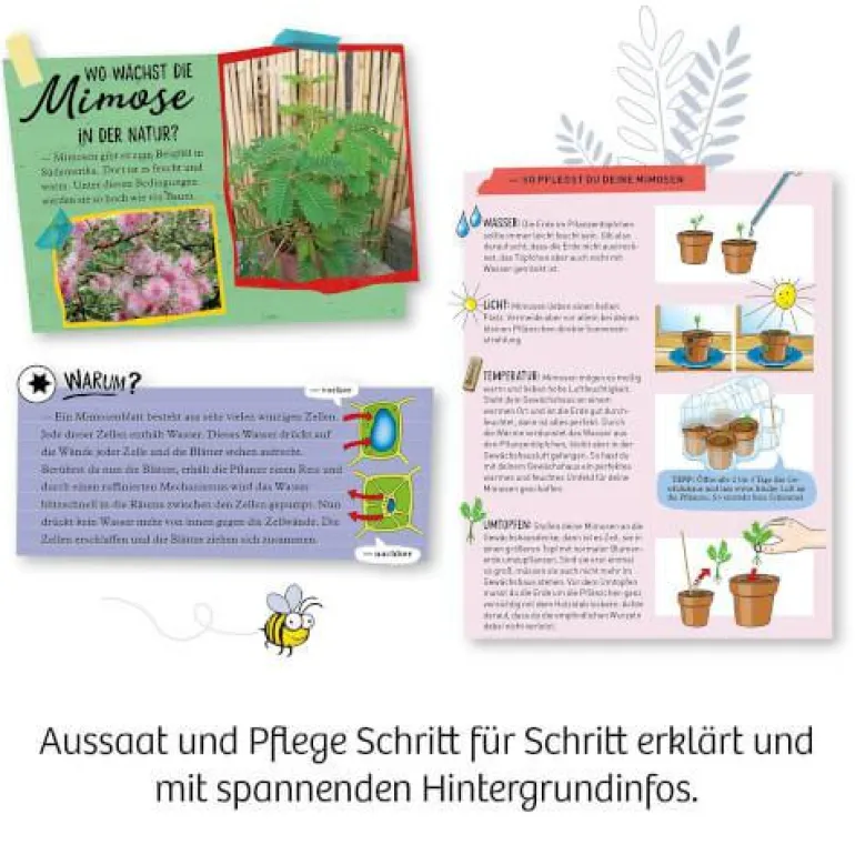 Mimosen-Garten - Alarm auf deiner Fensterbank