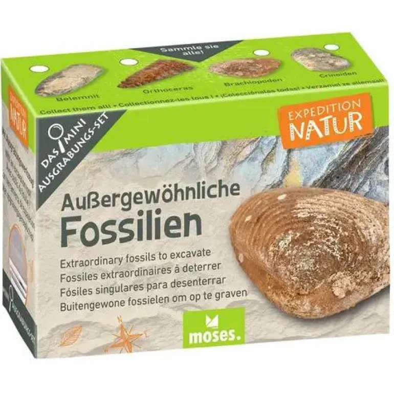 Mini-Ausgrabungssets - Expedition Natur