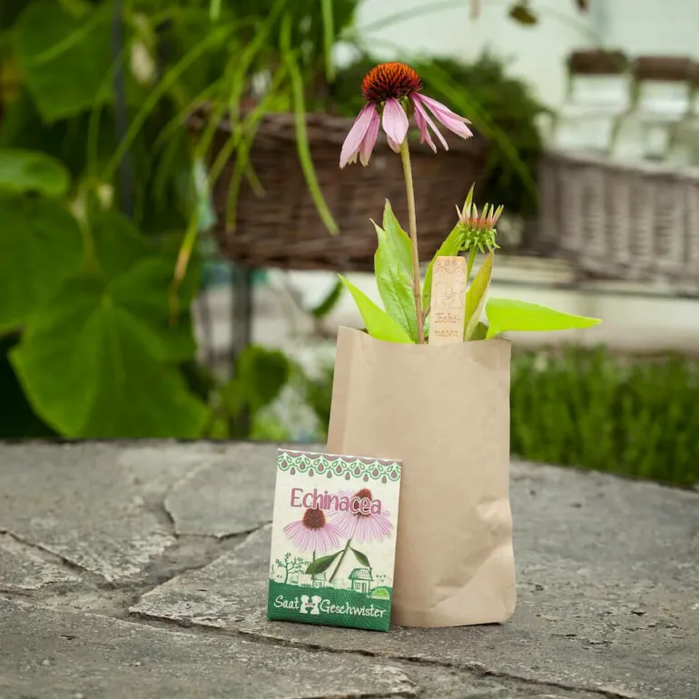 Minigarten Echinacea