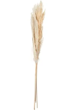 Pampasgras, natur 30-35 cm