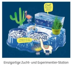 Salzkrebse - Überlebenskünstler in der Wüste