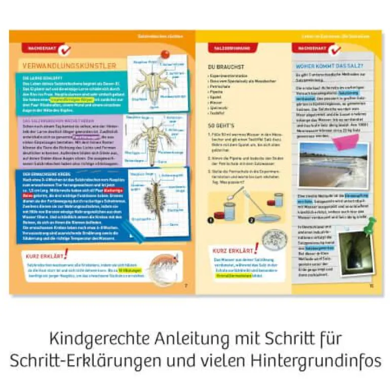 Salzkrebse - Überlebenskünstler in der Wüste