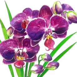 Servietten 33x33cm Orchidea