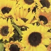 SUNFLOWER FIELD Lunch-Servietten L 858000