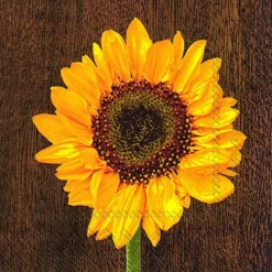 Sunflower For You Lunch-Servietten L 589900