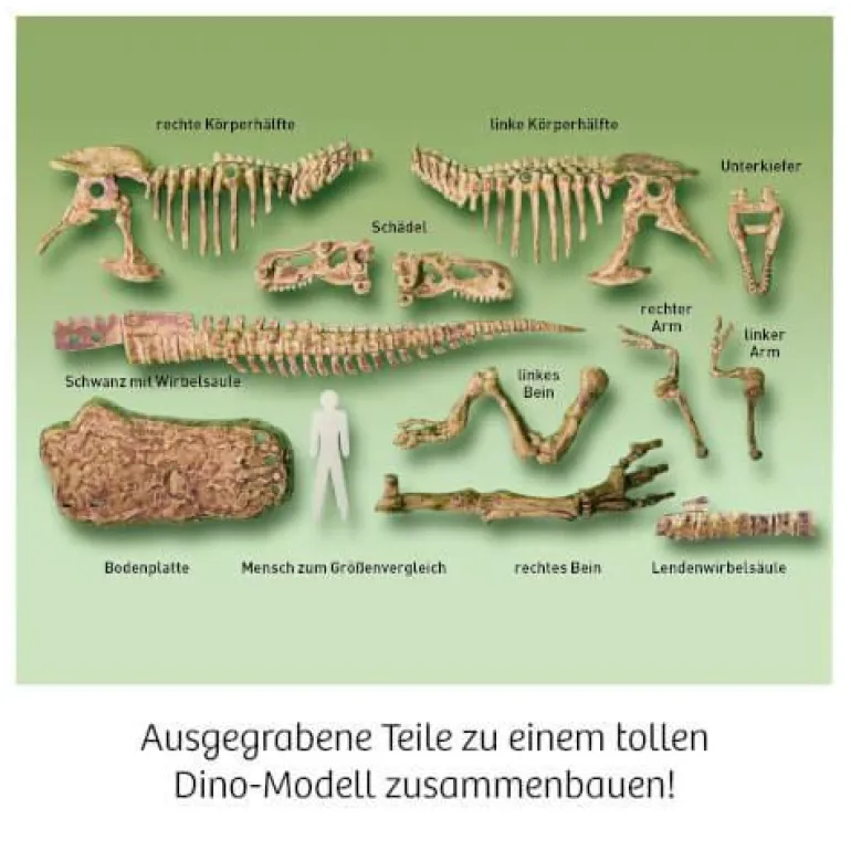 T-REX - 3D - T-REX-Skelett zum Ausgraben