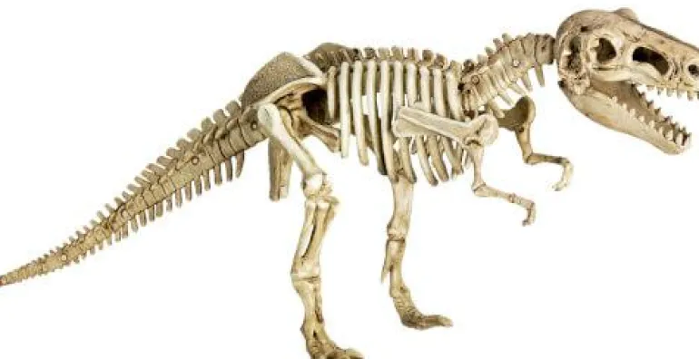 T-Rex World - Ausgrabungs-& Gips-Set T-Rex